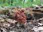 Vörösbarna papsapkagomba (Gyromitra fastigiata), Budai-hegység